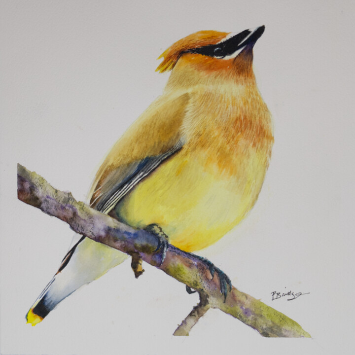 Painting titled "Cedar Waxwing Bird…" by Paula Bridges, Original Artwork, Watercolor Mounted on Other rigid panel