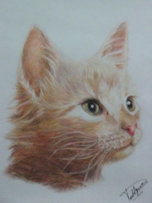Zeichnungen mit dem Titel "gato" von Paula Aguirre, Original-Kunstwerk, Andere