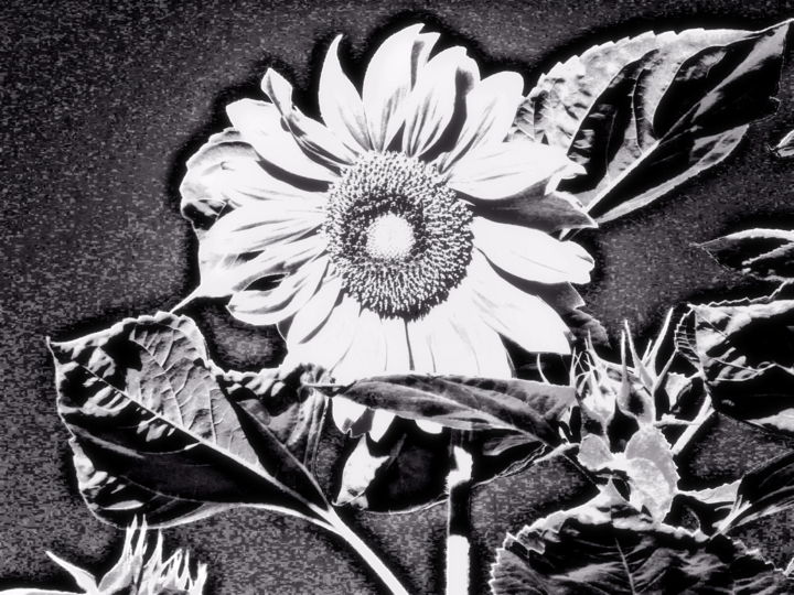 Photography titled "Night Sunflower" by Pauli Hyvönen, Original Artwork