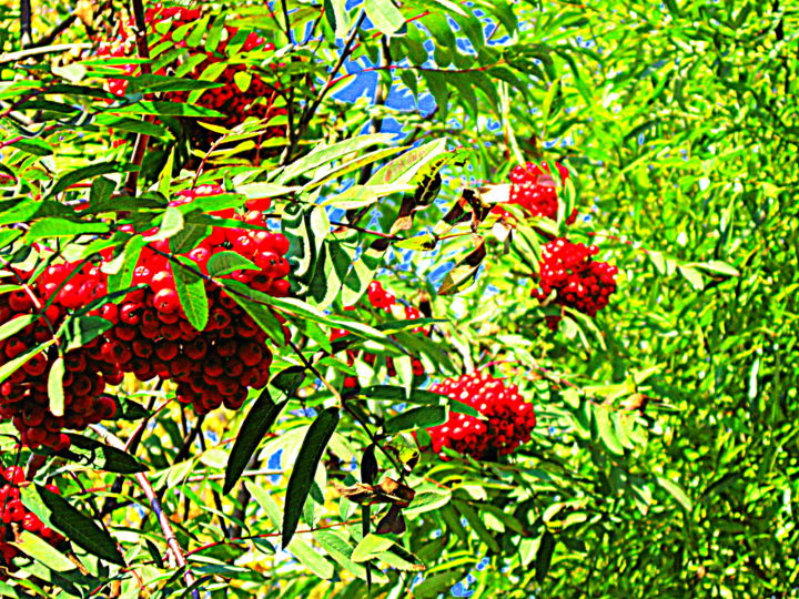 Photography titled "Rowan berries" by Pauli Hyvönen, Original Artwork