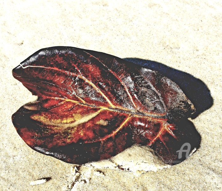 Photographie intitulée "LOST LEAF" par Paulina Waas, Œuvre d'art originale