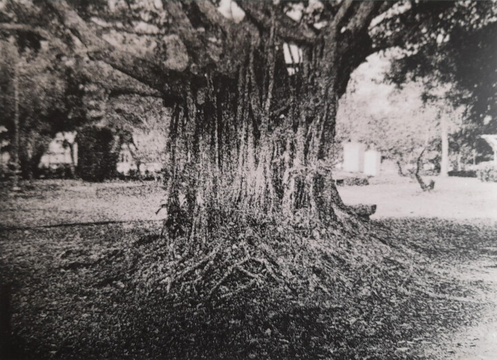 Photographie intitulée "Roots" par Pauline Clukker, Œuvre d'art originale, Photographie argentique