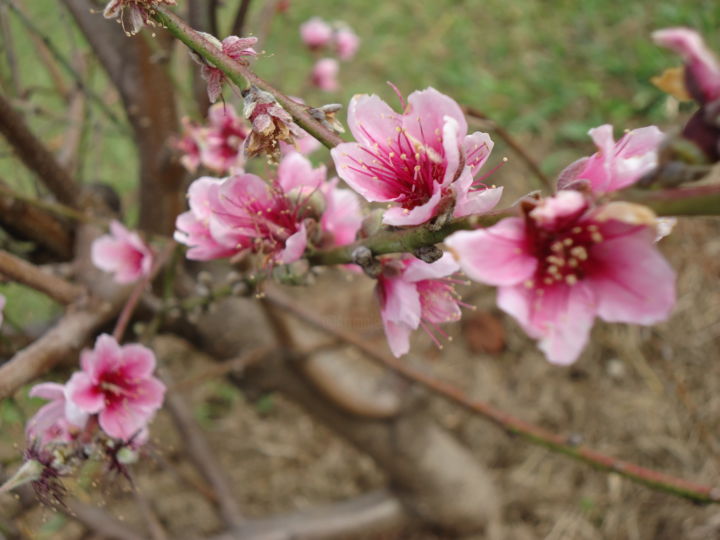 Photographie intitulée "Flor de pessegueiro" par Paulo Gonzalez, Œuvre d'art originale