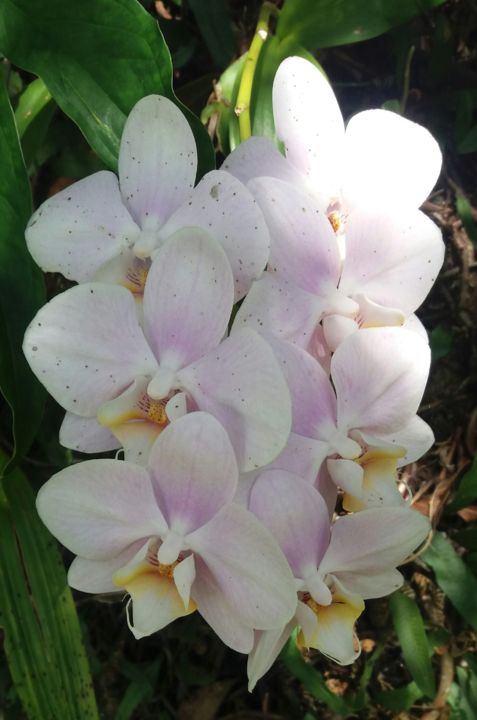 Fotografia zatytułowany „Orquideas bouquet” autorstwa Paulo Gonzalez, Oryginalna praca, Fotografia nie manipulowana