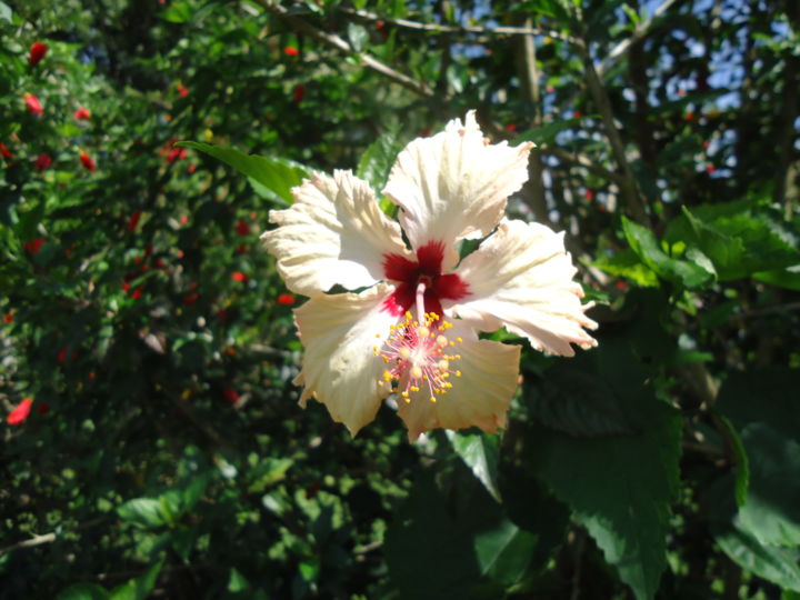 Fotografie getiteld "Hibisco Branco" door Paulo Gonzalez, Origineel Kunstwerk