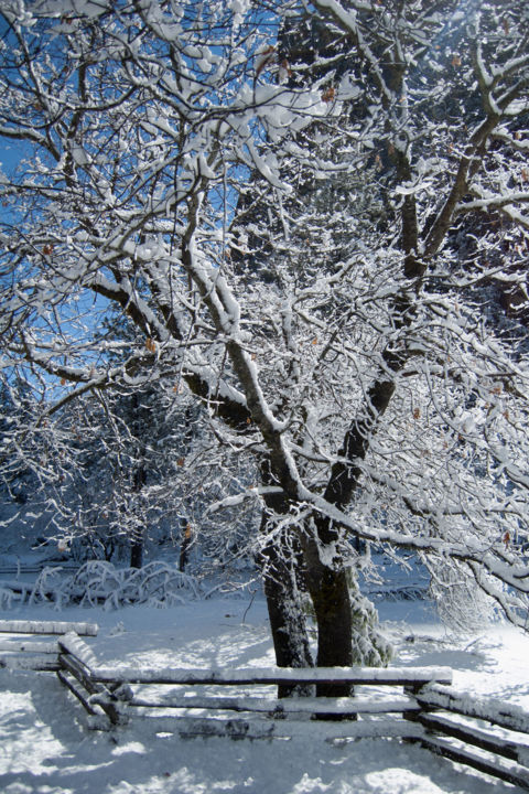 Fotografie mit dem Titel "Snow Tree, Yosemite…" von Jim Pavelle, Original-Kunstwerk