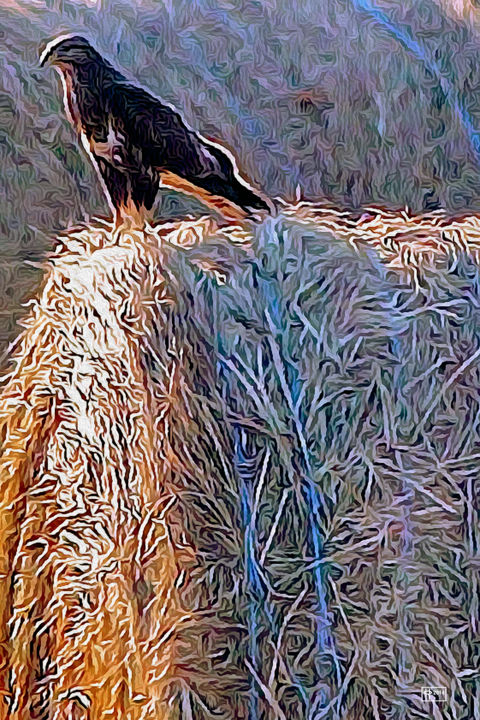 Digital Arts titled "Haystack Hawk" by Jim Pavelle, Original Artwork
