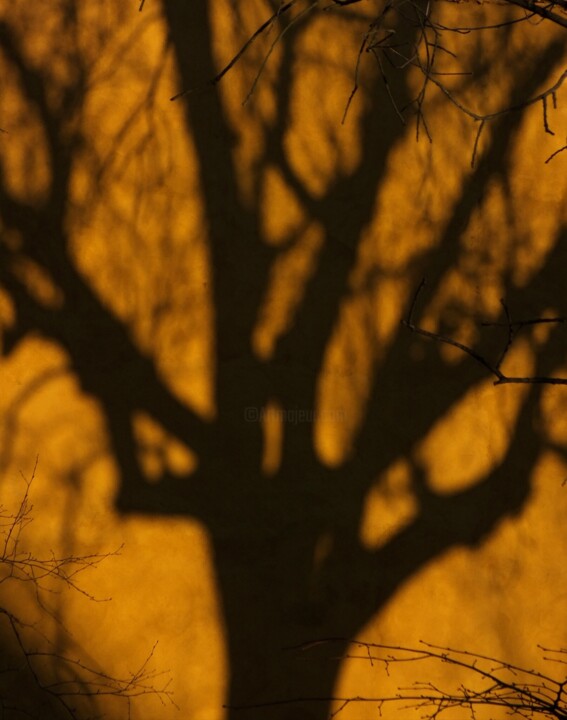 "Cień drzewa" başlıklı Fotoğraf Paweł Potapowicz tarafından, Orijinal sanat, Dijital Fotoğrafçılık