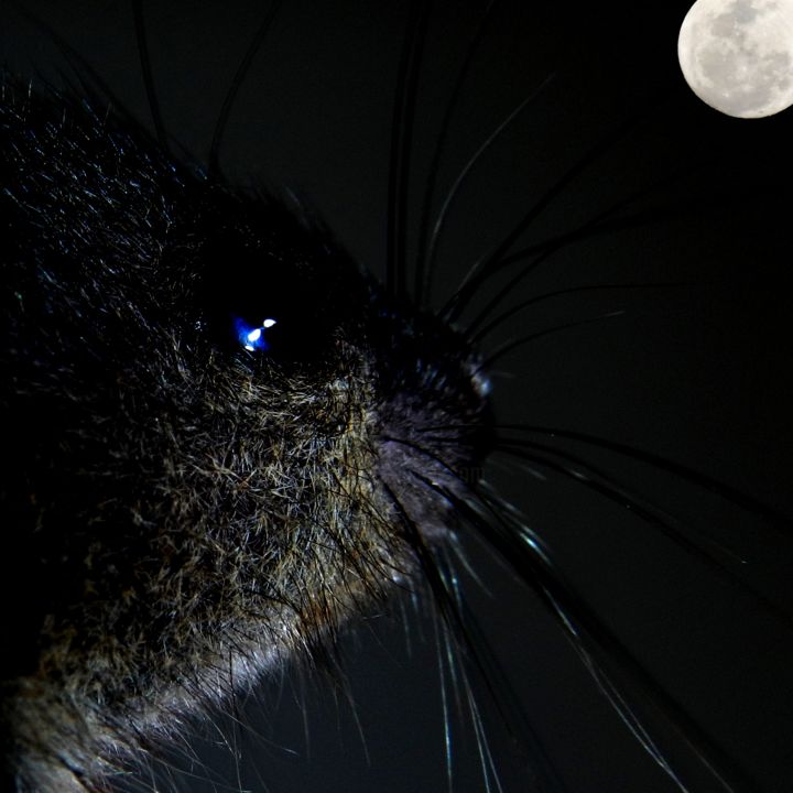 Dscn3982-Lune-Souris Dans La Nuit , Photographie par Le Sage Coyote