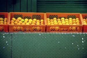 Photographie intitulée "Oranges" par Bryce Payne, Œuvre d'art originale