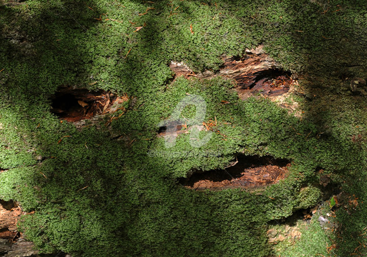 Photographie intitulée "Masque de mousse" par Pierre Boillon, Œuvre d'art originale, Photographie numérique Monté sur Alumin…