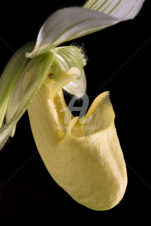 Photographie intitulée "Orchidée sabot de V…" par Pierre Boillon, Œuvre d'art originale, Photographie numérique