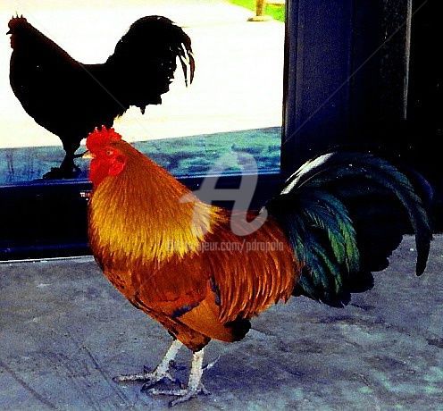 Фотография под названием "Yuma Wild Rooster" - Drapala Gallery, Подлинное произведение искусства