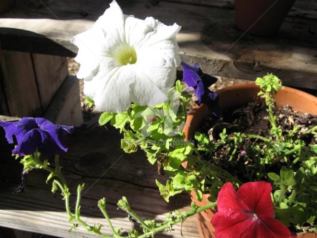 Photography titled "Mixed color petunias" by Drapala Gallery, Original Artwork