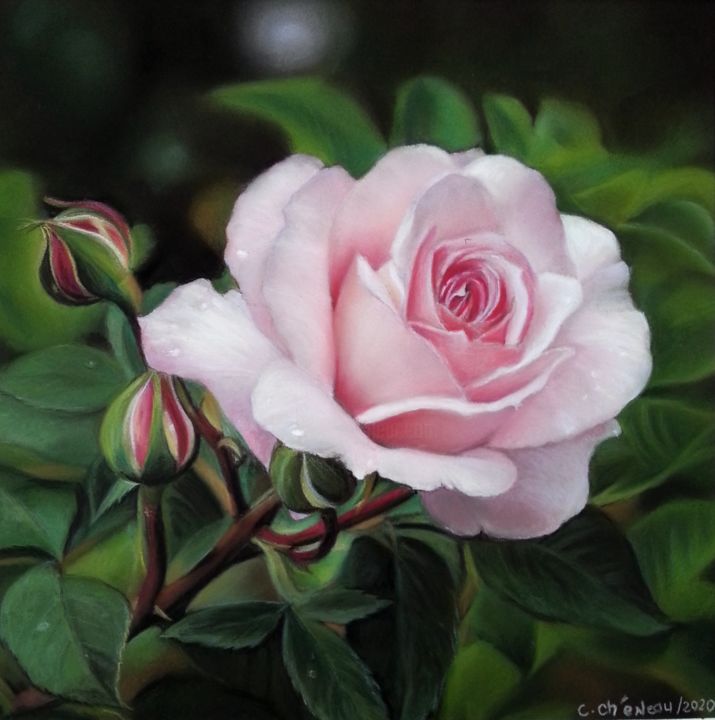 Peinture intitulée "Rose" par Cathy Cheneau, Œuvre d'art originale, Pastel