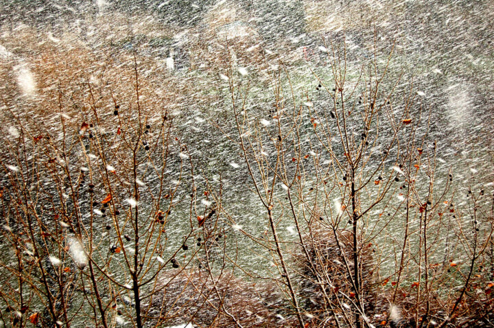 Fotografia intitolato "Trees and Snow" da Pellicano, Opera d'arte originale, Fotografia digitale