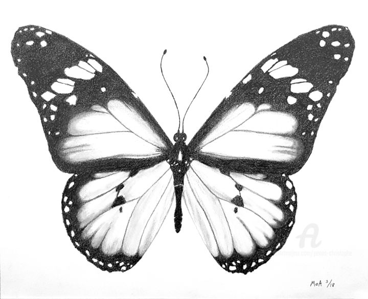 Dessin au crayon noir et blanc d'un papillon · Creative Fabrica