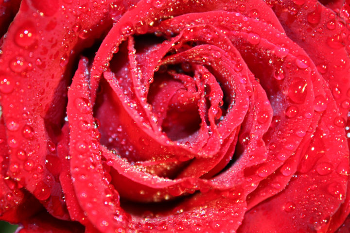 Фотография под названием "Rose in the drops o…" - Irina Green, Подлинное произведение искусства, Цифровая фотография
