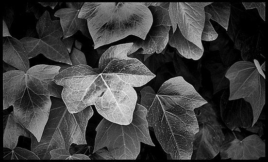 Fotografía titulada "Hojas" por Josep Antoni Perez Castello, Obra de arte original,
