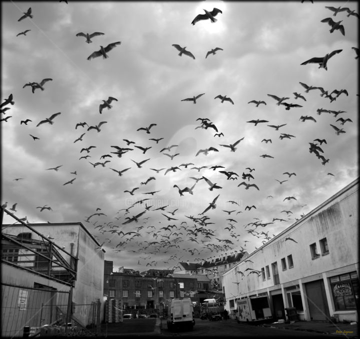 제목이 "The birds"인 사진 Peter Soyman로, 원작, 디지털