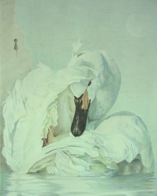 Рисунок под названием "Zwaan" - Peter Meuleners, Подлинное произведение искусства, Карандаш
