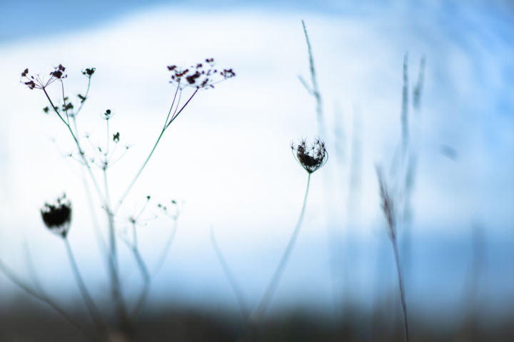 Photographie intitulée "Ciel bleu" par Nao Fujiwara, Œuvre d'art originale, Photographie numérique