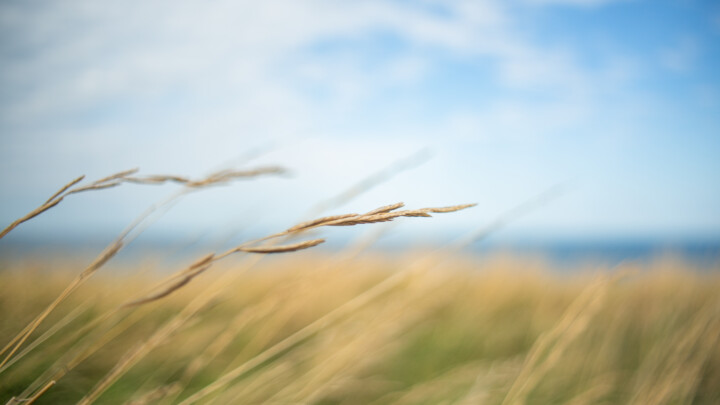 Photography titled "Un brin d'herbe" by Nao Fujiwara, Original Artwork, Digital Photography