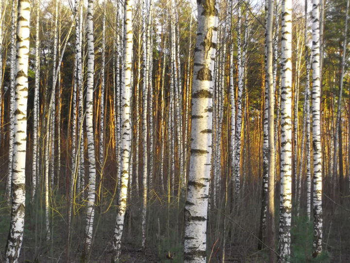 Photography titled "birch tree" by Petr Cherkes, Original Artwork