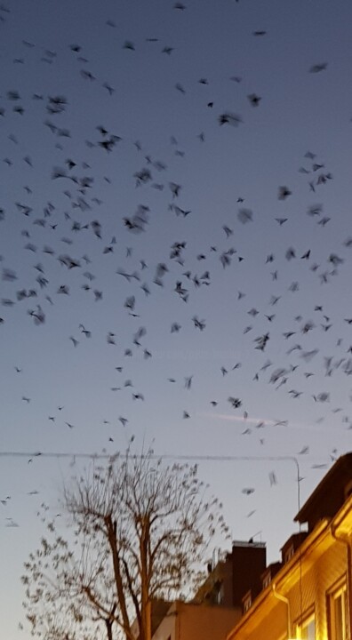 Fotografie mit dem Titel "Vögel am Himmel in…" von Petra Hüther, Original-Kunstwerk, Nicht bearbeitete Fotografie