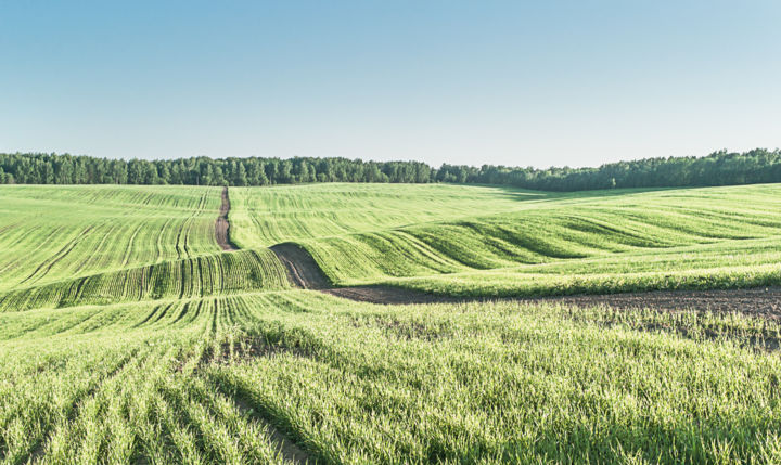 Fotografie mit dem Titel "green field" von Evgeniia Petrova, Original-Kunstwerk, Digitale Fotografie