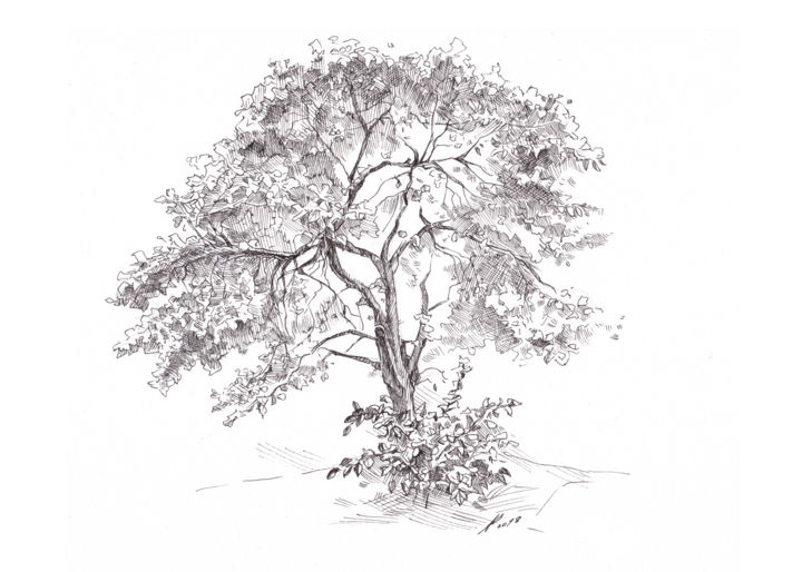Drawing titled "The Old Apple Tree" by Aleksandr Petrunin, Original Artwork, Ink