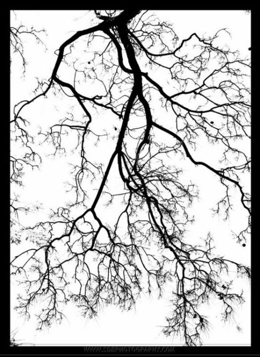 Photography titled "Branch" by Sdb Photography, Original Artwork