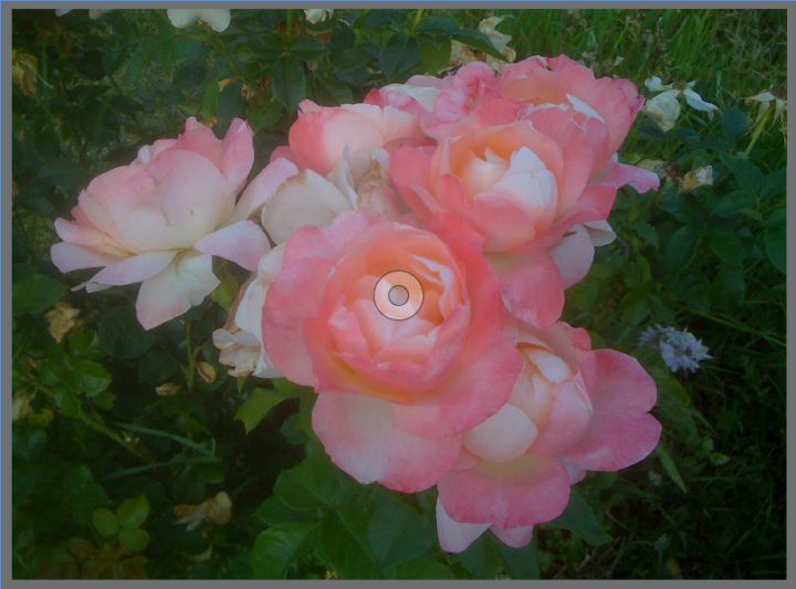 Photographie intitulée "Roses dans le soir…" par Phil Tamic, Œuvre d'art originale
