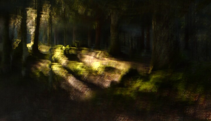 Fotografia intitulada "The Forest....." por Philippe Berthier, Obras de arte originais, Fotografia digital