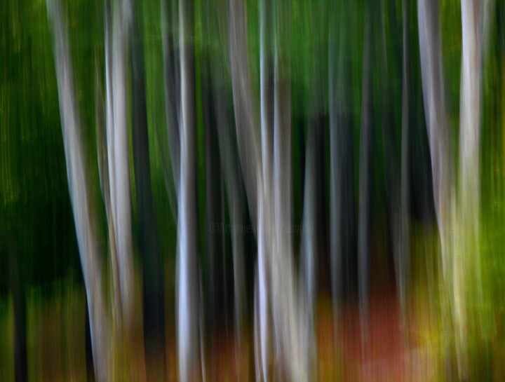 Фотография под названием "Trees....." - Philippe Berthier, Подлинное произведение искусства, Цифровая фотография