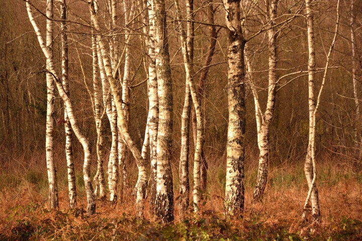 Fotografie getiteld "la danse des arbres" door Philippe Berthier, Origineel Kunstwerk, Digitale fotografie