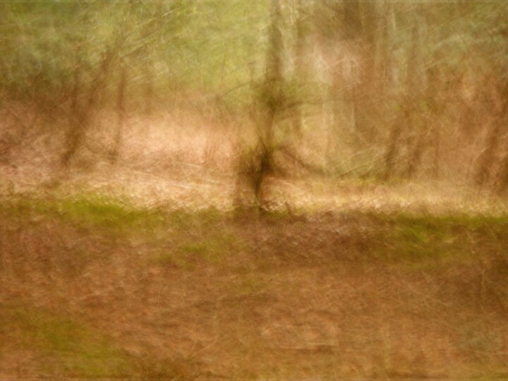 Fotografia intitolato "Histoire d'arbres..…" da Philippe Berthier, Opera d'arte originale, Fotografia digitale