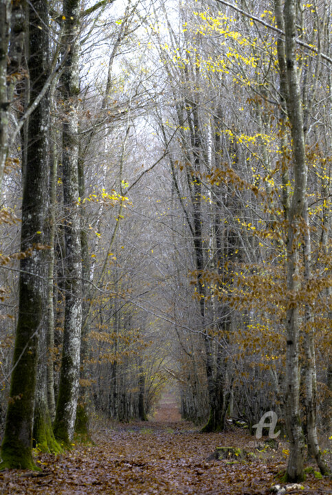 Photographie intitulée "forêt sologne.jpg" par Philippe Nannetti, Œuvre d'art originale