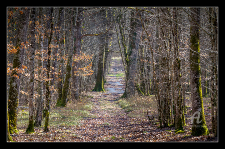 Fotografie getiteld "forêt Sologne.jpg" door Philippe Nannetti, Origineel Kunstwerk