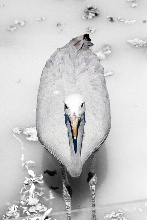 Photographie intitulée "whitebird.jpg" par Philippe Rozier (Photo-EOS), Œuvre d'art originale
