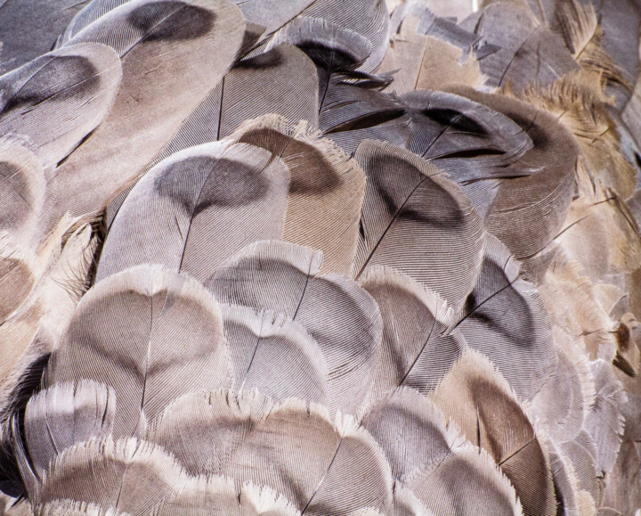 Photographie intitulée "plumes.jpg" par Philippe Rozier (Photo-EOS), Œuvre d'art originale