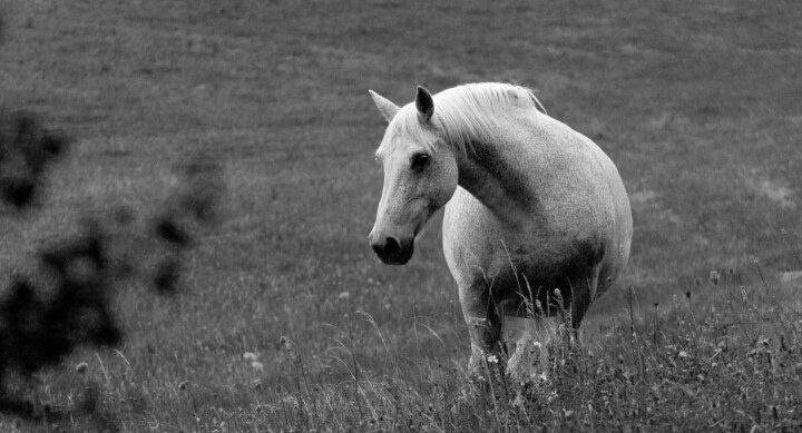 Photography titled "Cheval blanc ..." by Philippe Rozier (Photo-EOS), Original Artwork