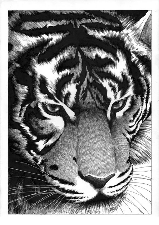 Drawing titled "tiger-ink" by Philippe Auger, Original Artwork, Ink