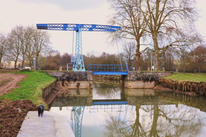 Photographie intitulée "oiseau bleu metalic" par Philip Moreau, Œuvre d'art originale