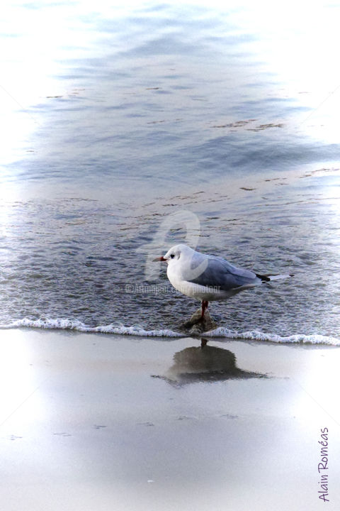 Photographie intitulée "Bird on Ocean's mir…" par Alain Romeas (PhotoAR), Œuvre d'art originale, Photographie numérique