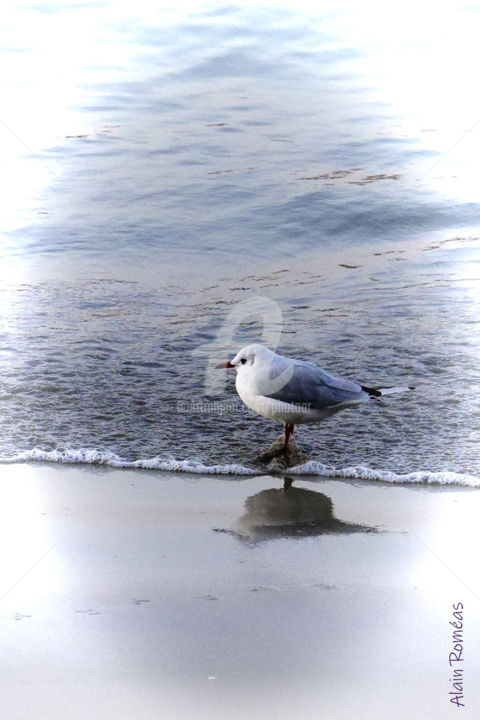 "Bird on Ocean's mir…" başlıklı Fotoğraf Alain Romeas (PhotoAR) tarafından, Orijinal sanat, Dijital Fotoğrafçılık