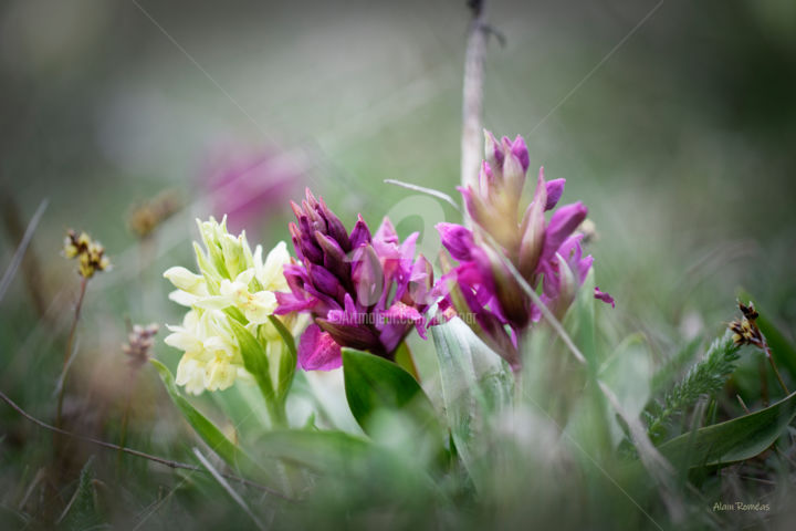 Photography titled "Wild flowers in the…" by Alain Romeas (PhotoAR), Original Artwork, Digital Photography