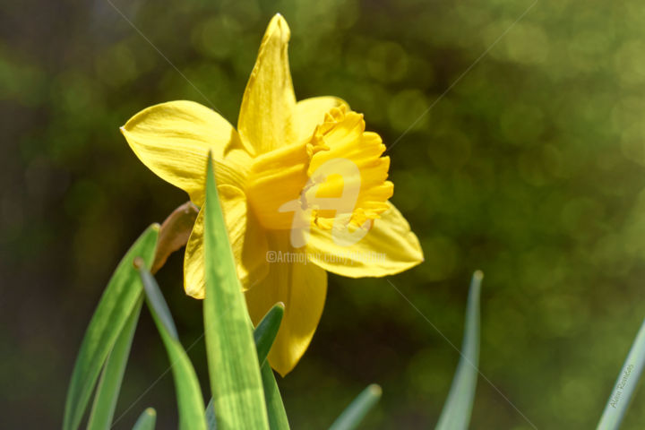Photographie intitulée "Daffodil in the mea…" par Alain Romeas (PhotoAR), Œuvre d'art originale, Photographie numérique