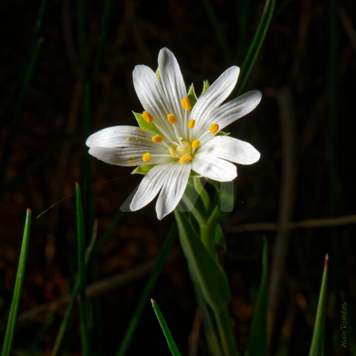 Photographie intitulée "Wild flowers (fleur…" par Alain Romeas (PhotoAR), Œuvre d'art originale, Photographie numérique