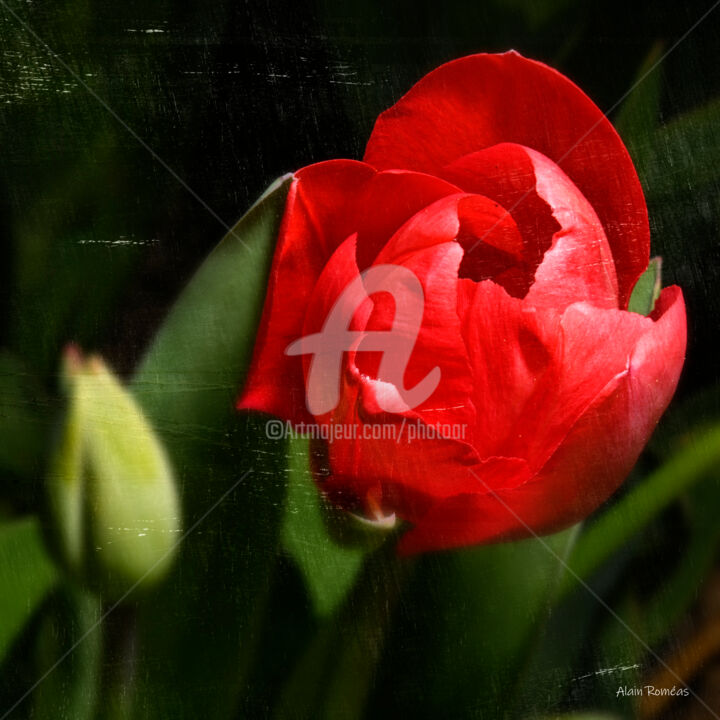 Photographie intitulée "Tulip (tulipe)" par Alain Romeas (PhotoAR), Œuvre d'art originale, Photographie numérique